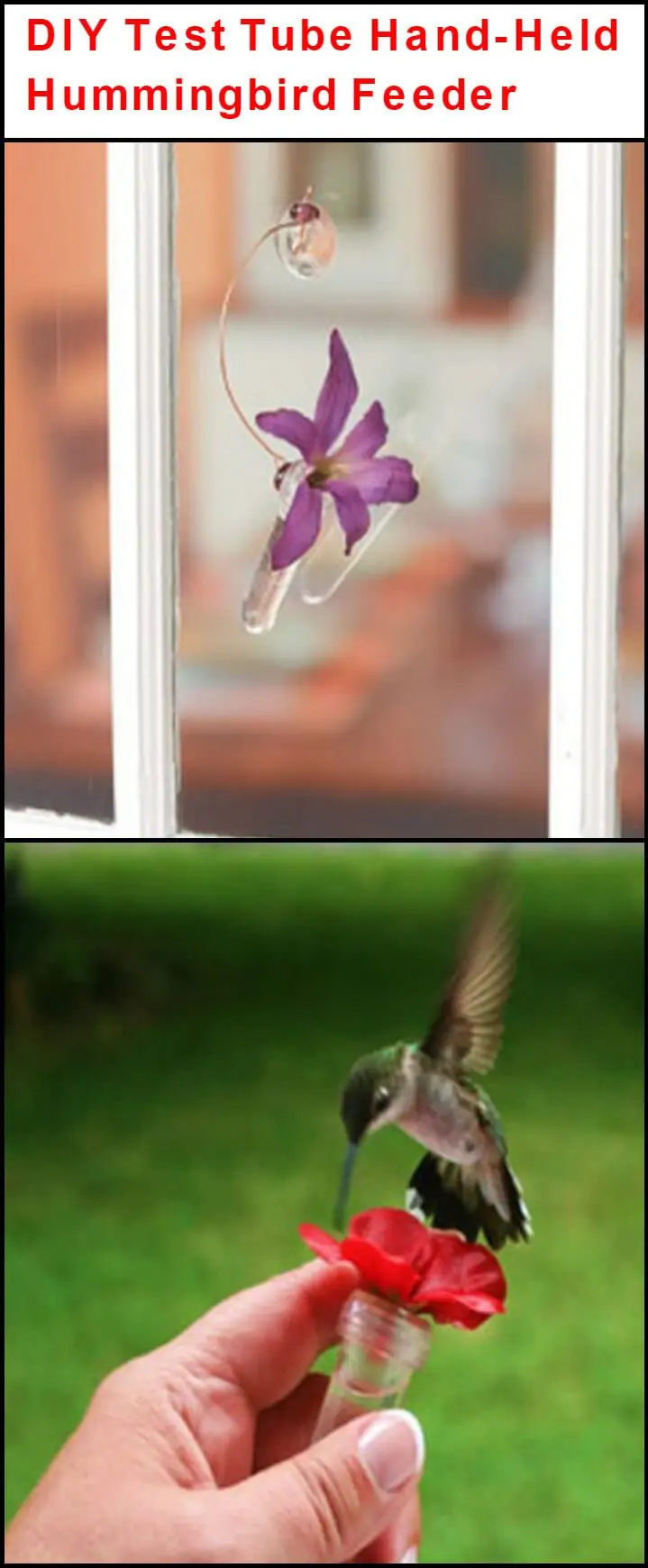 alimentador de colibrí de mano de tubo de ensayo reutilizado